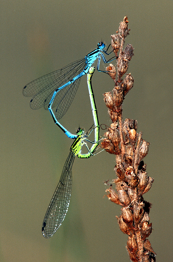 Paarungsrad Hufeisen-Azurjungfer (Coenagrion puella)