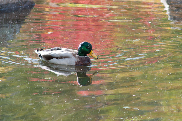 Schwimmende Ente im Regen