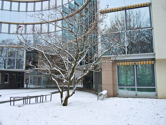 Fächerahorn im Winter