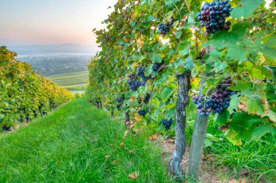 Trauben für Rotwein