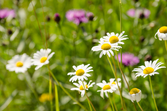 Margeriten (Leucanthemum)