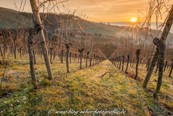 Weinberg im Sonnenaufgang - Dezember 2015