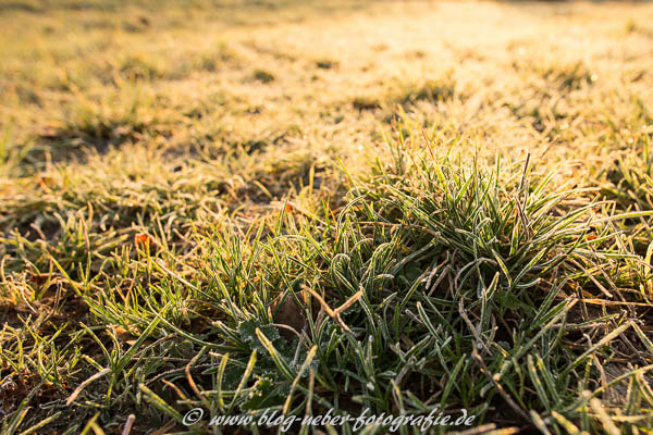 Frost am Gras im Gegenlicht