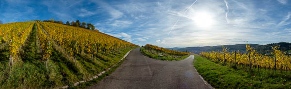 Herbst im Weinberg 2023