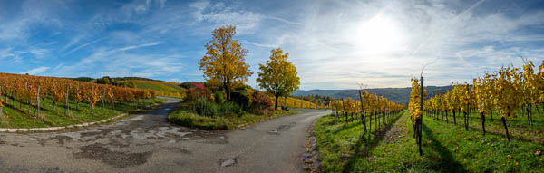 Weinberge und Bäume in gelber Herbstfärbung