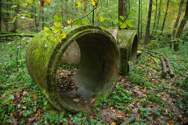 Bemooste Wasserohre im Wald