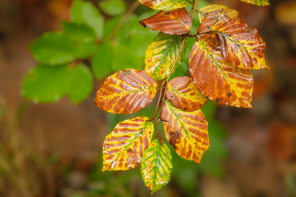 Buchenlaub im Herbst