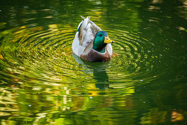 Männliche Stockente