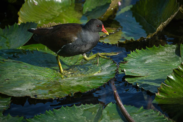 Teichhuhn