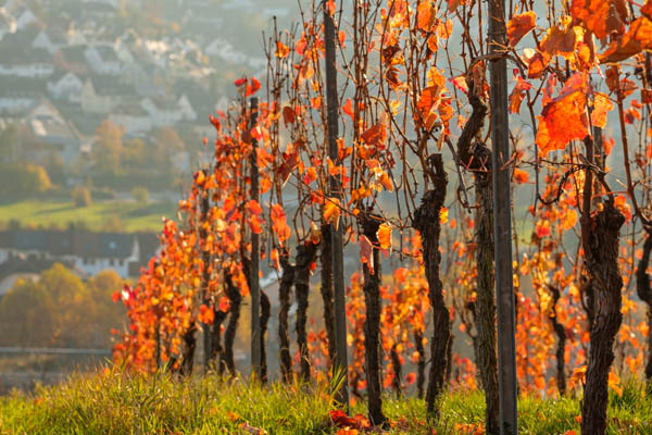 Rotes Herbstlaub im Gegenlicht