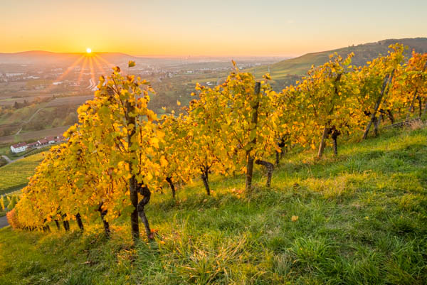 Herbst im Weinberg